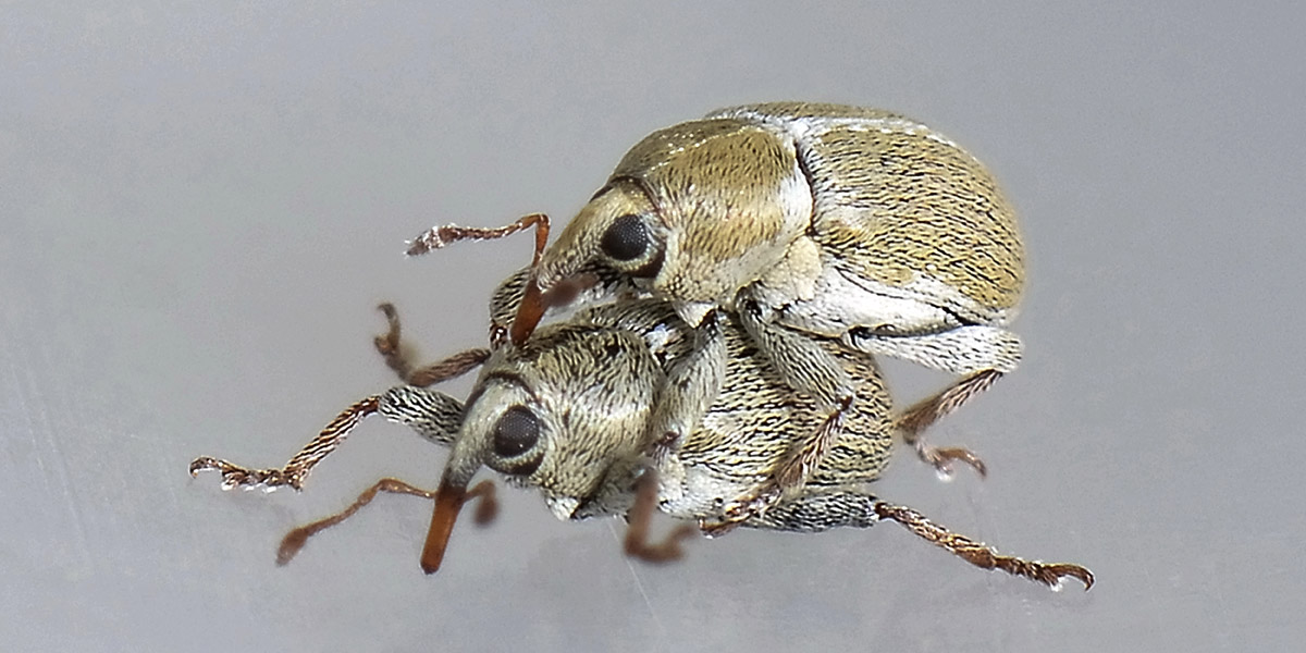 Tychius ma quale? - Tychius meliloti
